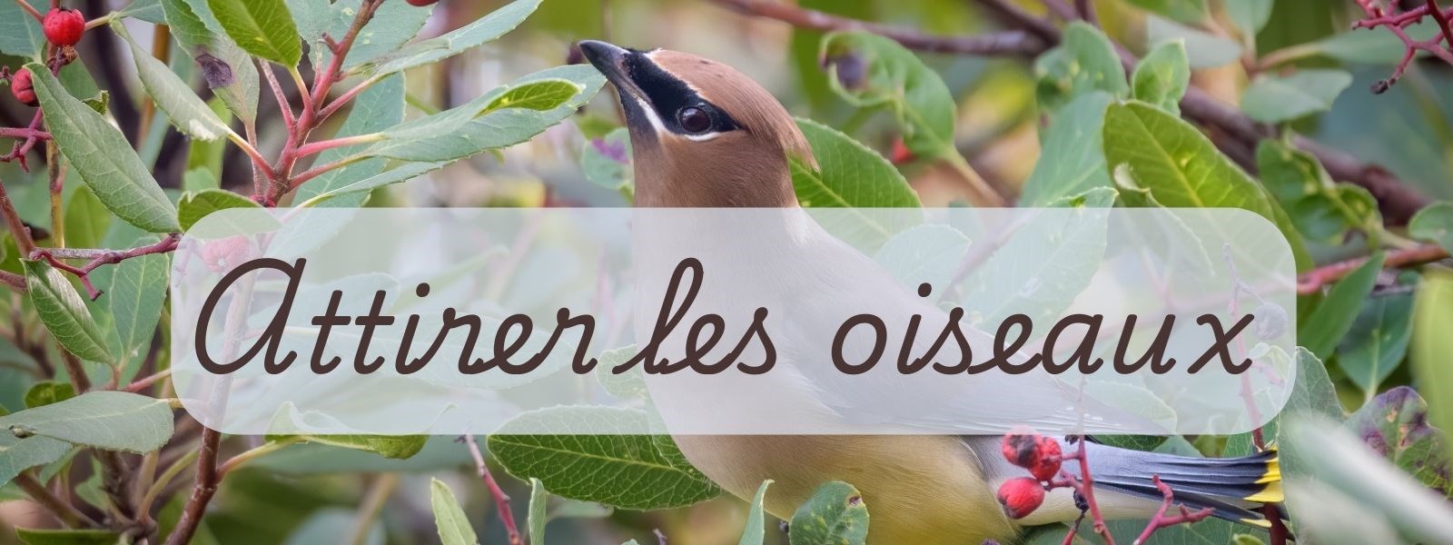 Attirer les oiseaux dans le jardin